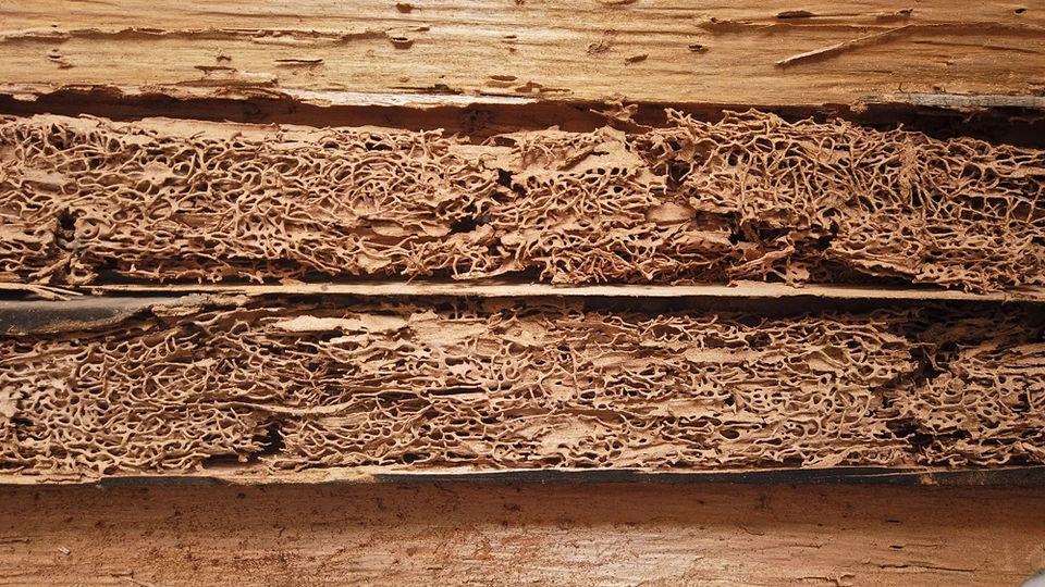 Coupe transversale de bois attaqué par des insectes xylophages révélant un réseau dense de galeries creusées dans les fibres